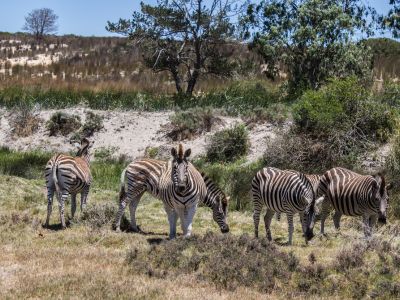 Wild Horizons of South Africa